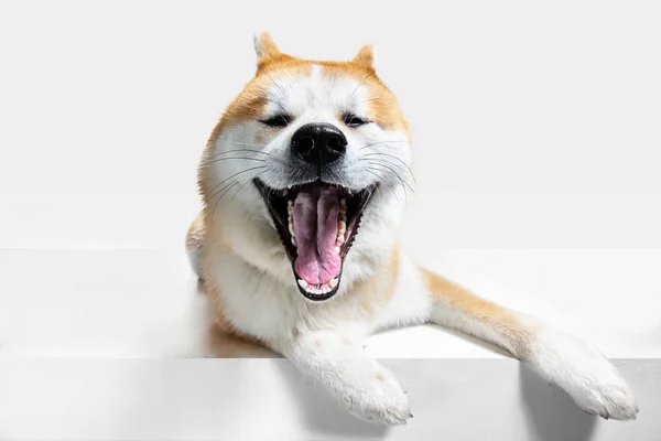 Studioaufnahme von Akita-Inu Hund isoliert auf weißem Studiohintergrund — Stockfoto