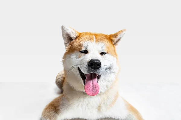 白いスタジオの背景に隔離された秋田犬のスタジオショット — ストック写真