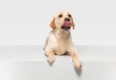 Beyaz stüdyo arka plan izole labrador retriever köpek Stüdyo çekim