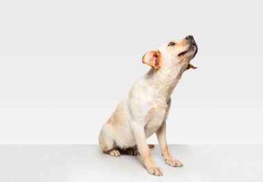 Beyaz stüdyo arka plan izole labrador retriever köpek Stüdyo çekim