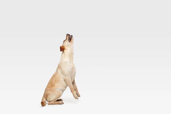 흰색 스튜디오 배경에 고립 된 래브라도 리트리버 강아지의 스튜디오 샷 — 스톡 사진