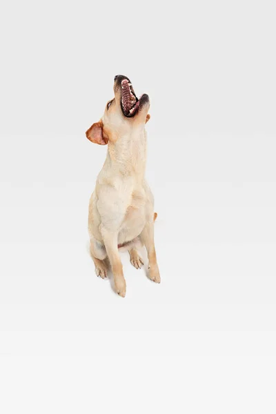 Studio laukaus labrador noutaja koira eristetty valkoinen studio tausta — kuvapankkivalokuva