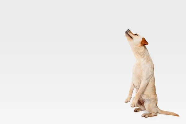 Студийные кадры лабрадора ретривер собака изолированы на белом фоне студии — стоковое фото