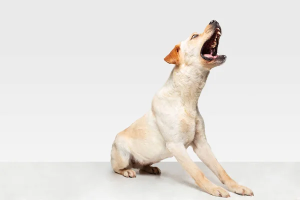 Studio shot van Labrador Retriever hond geïsoleerd op witte studio achtergrond — Stockfoto