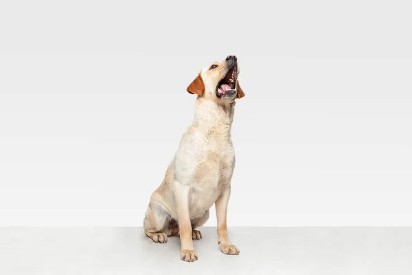Studio shot of labrador retriever dog isolated on white studio background — Stock Photo, Image