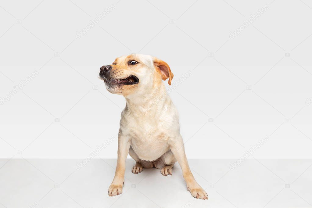 Studio shot of labrador retriever dog isolated on white studio background