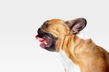 Fransız Bulldog stüdyo çekim beyaz stüdyo arka plan izole