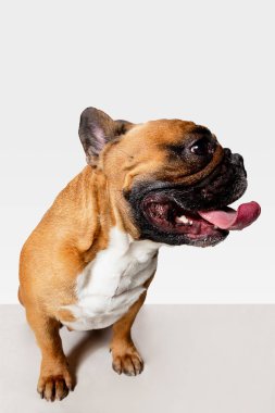 Fransız Bulldog stüdyo çekim beyaz stüdyo arka plan izole