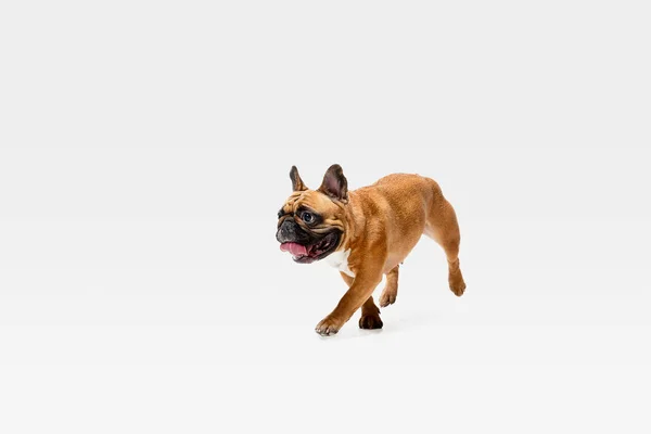 Studio shot of French Bulldog isolated on white studio background — Stock Photo, Image