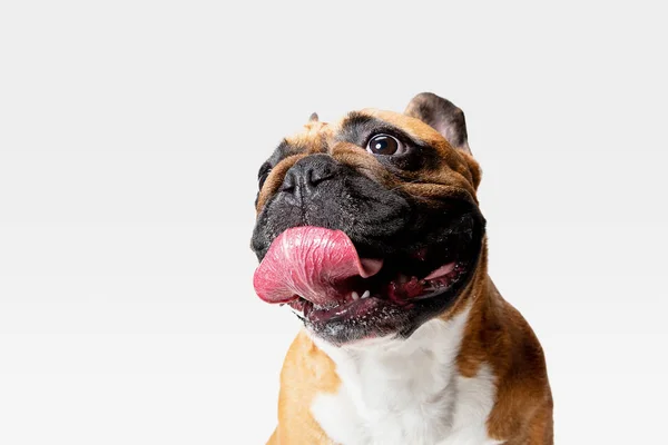 Estúdio tiro de Bulldog francês isolado no fundo do estúdio branco — Fotografia de Stock