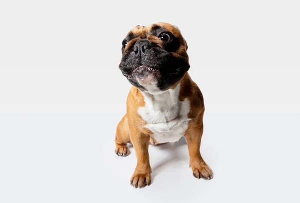 Studio strzał z francuskiego Bulldog na białym tle Studio — Zdjęcie stockowe