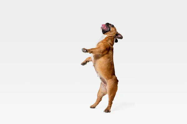 Studiová střela francouzského Bulldoga izolovaná na bílém studiovém pozadí — Stock fotografie