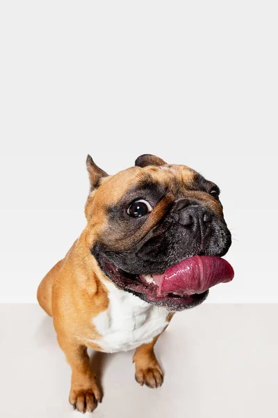 Fotografie de studio cu Bulldog francez izolat pe fundalul studioului alb — Fotografie, imagine de stoc