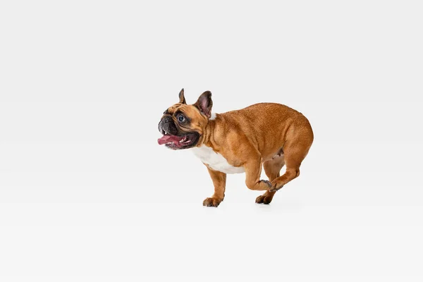 Studio strzał z francuskiego Bulldog na białym tle Studio — Zdjęcie stockowe