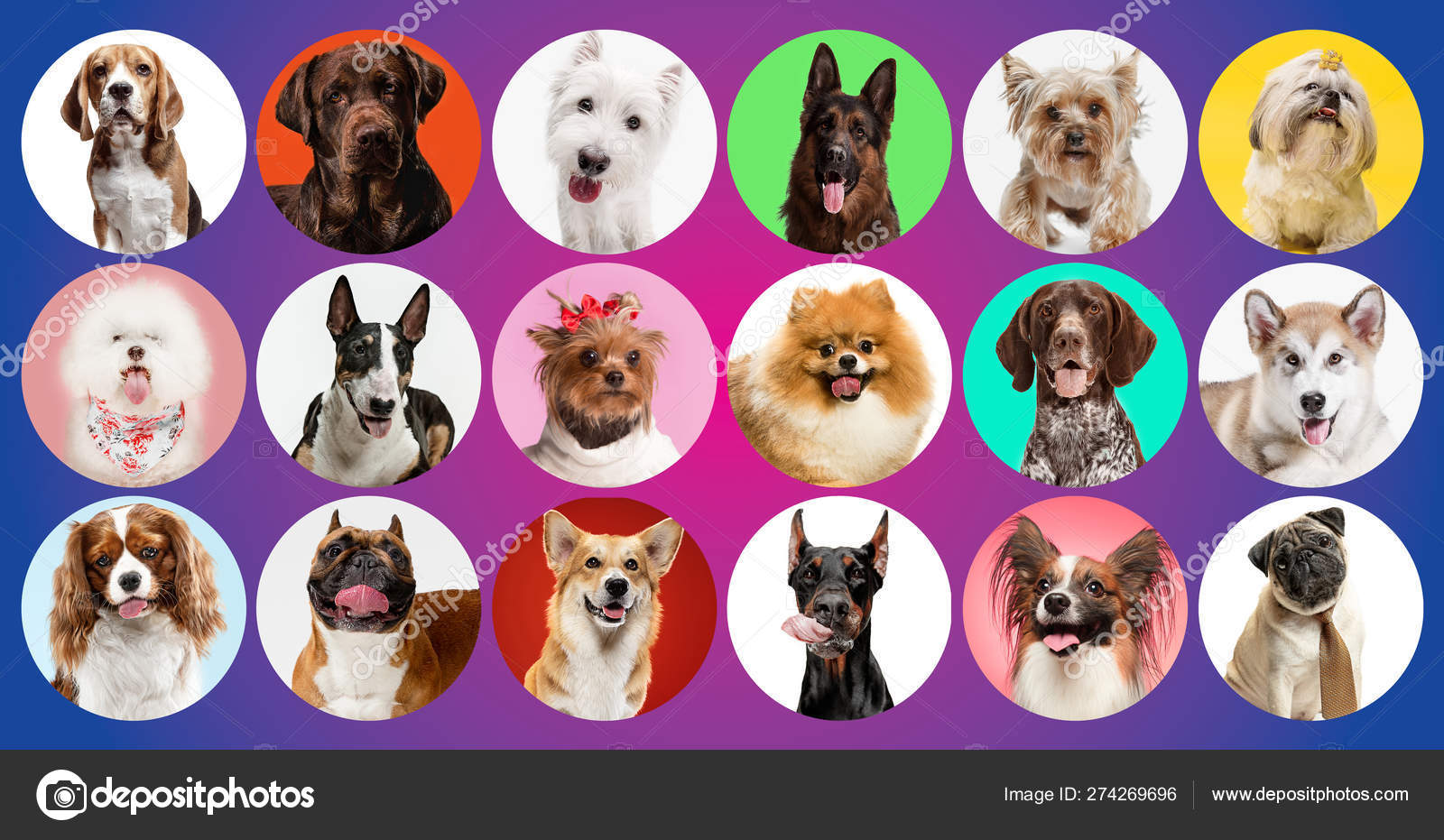 Collage creativo de diferentes razas de perros sobre fondo colorido — Foto  de stock #274269696 © vova130555@gmail.com, image size:1600x931