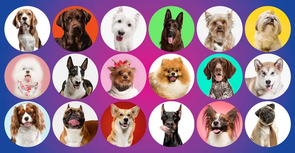 Colagem criativa de raças diferentes de cães no fundo colorido — Fotografia de Stock