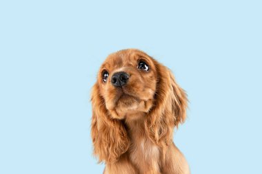 Mavi stüdyo arka plan izole İngilizce cocker spaniel köpek Stüdyo çekim