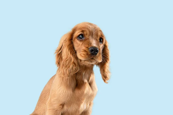 Studio shot of english cocker spaniel dog isolated on blue studio background — Stock Photo, Image