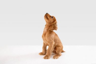 Beyaz stüdyo arka plan izole İngilizce cocker spaniel köpek Stüdyo çekim