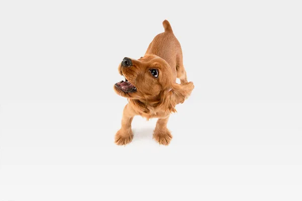 Студийный снимок собаки-кокера, изолированной на белом студийном фоне — стоковое фото