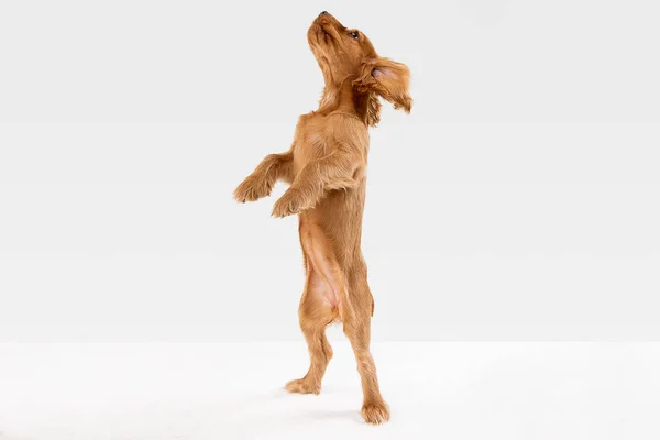 Prise de vue en studio d'un chien cocker anglais isolé sur fond de studio blanc — Photo