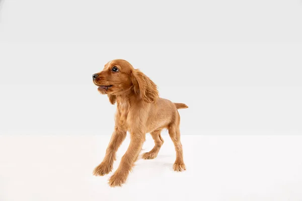 Estudio de tiro de Inglés cocker spaniel perro aislado en blanco fondo del estudio —  Fotos de Stock