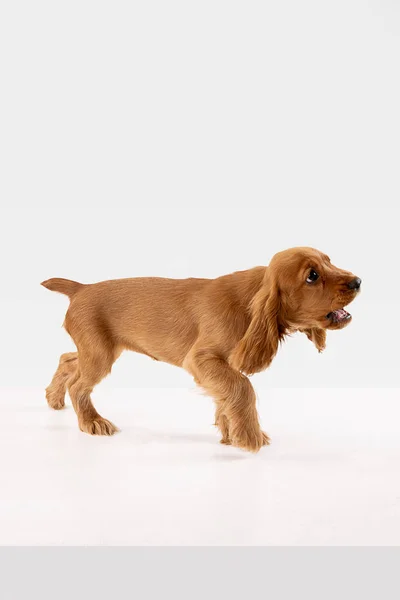 Prise de vue en studio d'un chien cocker anglais isolé sur fond de studio blanc — Photo