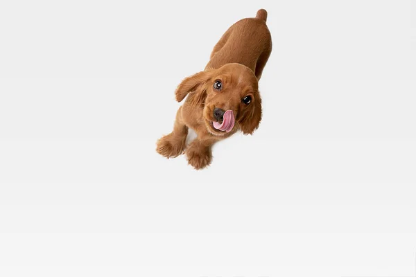 Estudio de tiro de Inglés cocker spaniel perro aislado en blanco fondo del estudio — Foto de Stock