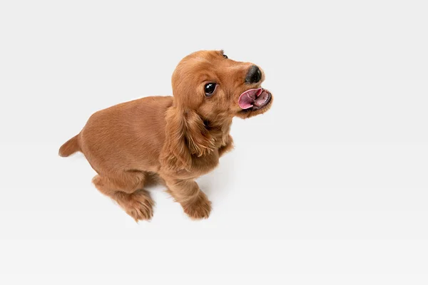 Studioaufnahme eines englischen Cockerspaniel-Hundes isoliert auf weißem Studiohintergrund — Stockfoto