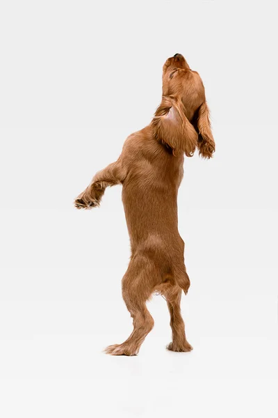 Studio strzał z angielskiego Cocker spaniel pies na białym tle Studio — Zdjęcie stockowe