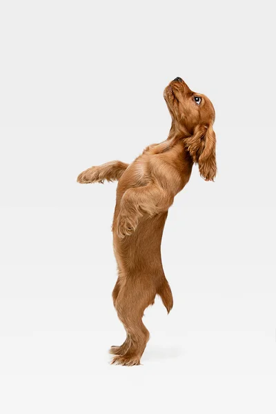 Prise de vue en studio d'un chien cocker anglais isolé sur fond de studio blanc — Photo