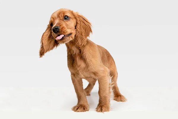 Studio Shot av engelska Cocker Spaniel dog isolerad på vit Studio bakgrund — Stockfoto