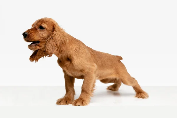 Studio Shot av engelska Cocker Spaniel dog isolerad på vit Studio bakgrund — Stockfoto