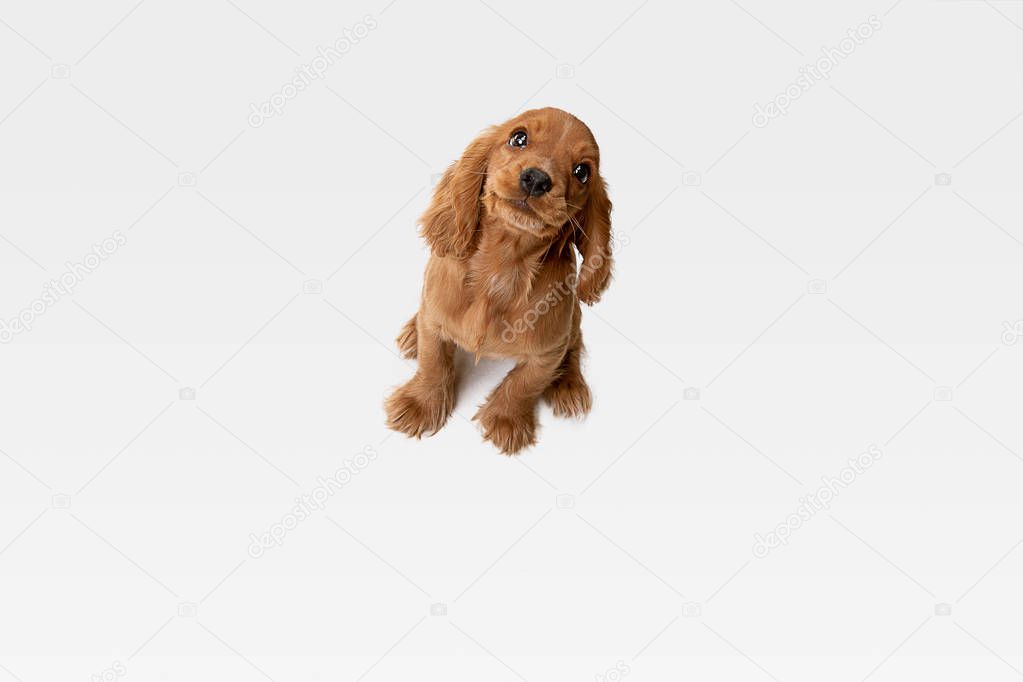 Studio shot of english cocker spaniel dog isolated on white studio background