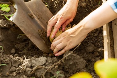 Güneşli bir günde bahçesinde çalışan genç çiftçi