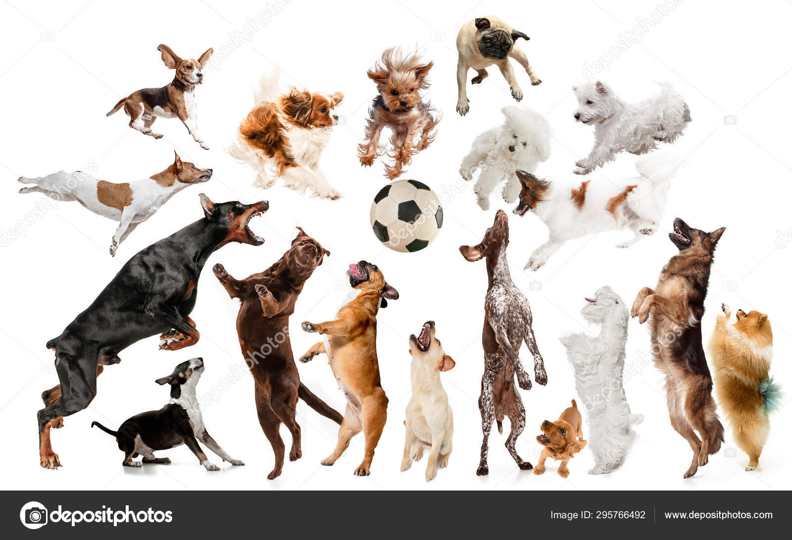 Creative collage of different breeds of dogs on white background