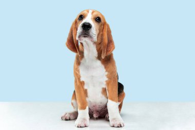 Mavi stüdyo arka plan üzerinde beagle köpek yavrusu Stüdyo çekim