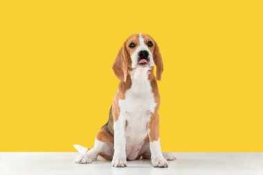 Sarı stüdyo arka planda beagle köpek yavrusu stüdyo çekim