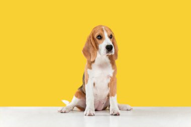 Sarı stüdyo arka planda beagle köpek yavrusu stüdyo çekim