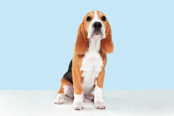 Estúdio tiro de cachorro beagle no fundo do estúdio azul — Fotografia de Stock
