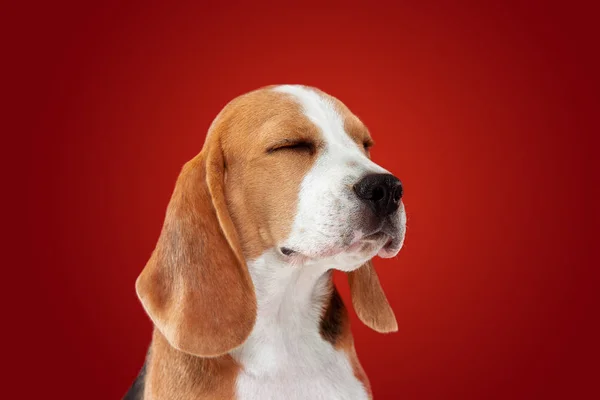 Студийный снимок щенка на фоне красной студии — стоковое фото