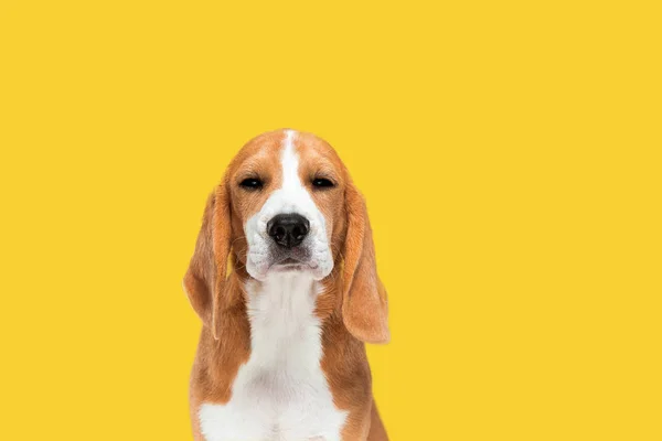 Photo studio de chiot beagle sur fond jaune studio — Photo