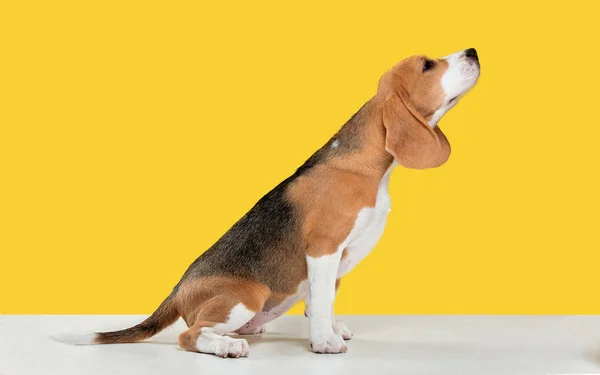 Studiová střela z Beagle na žlutém studiovém pozadí — Stock fotografie