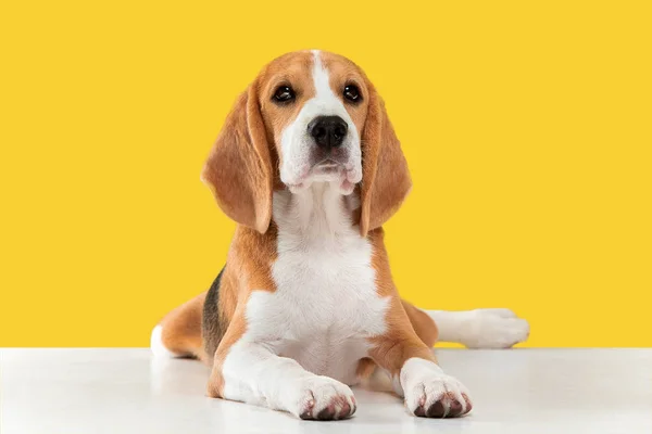 Studio shot van Beagle puppy op gele studio achtergrond — Stockfoto