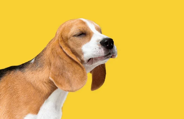 Studioaufnahme von Beagle-Welpen auf gelbem Studiohintergrund — Stockfoto