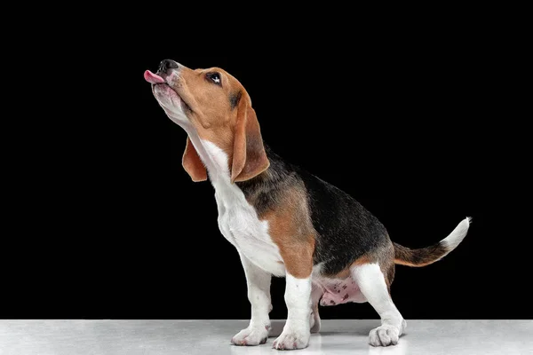 Estúdio tiro de cachorro beagle no fundo do estúdio preto — Fotografia de Stock