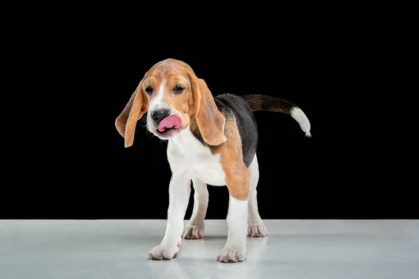 Studio shot of beagle puppy on black studio background — Stock Photo, Image