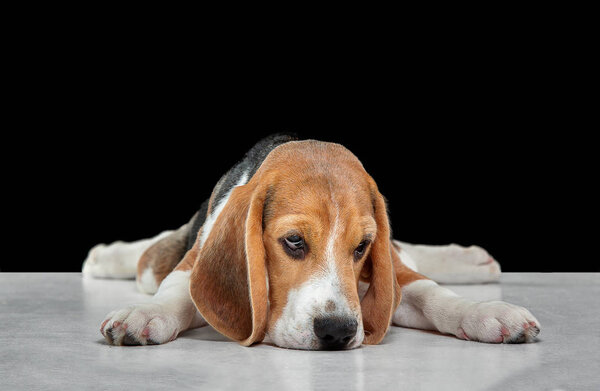 Studio shot of beagle puppy on black studio background