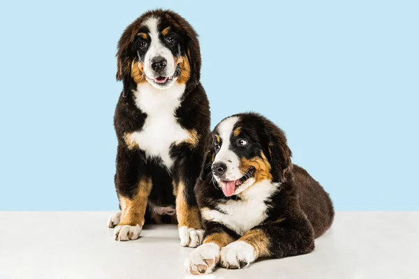 Estúdio tiro de berner sennenhund cachorros no fundo do estúdio azul — Fotografia de Stock