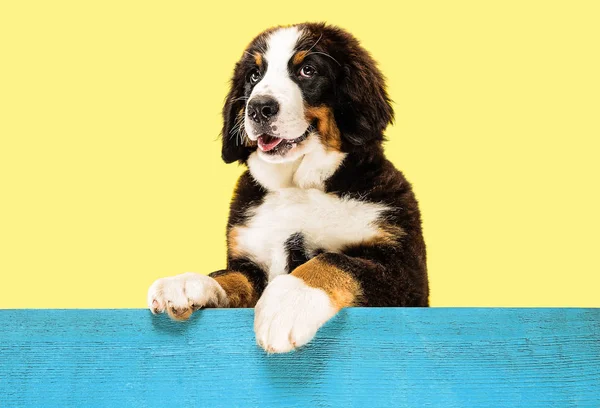 Studio shot van Berner Sennenhond puppy op gele studio achtergrond — Stockfoto